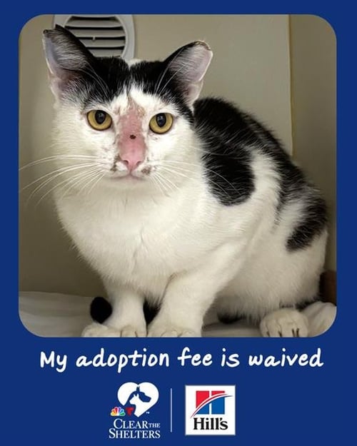 LARK - Domestic Short Hair available for adoption