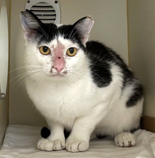 LARK - Domestic Short Hair available for adoption