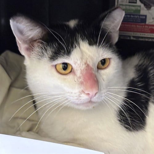 LARK - Domestic Short Hair available for adoption
