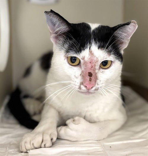 LARK - Domestic Short Hair available for adoption
