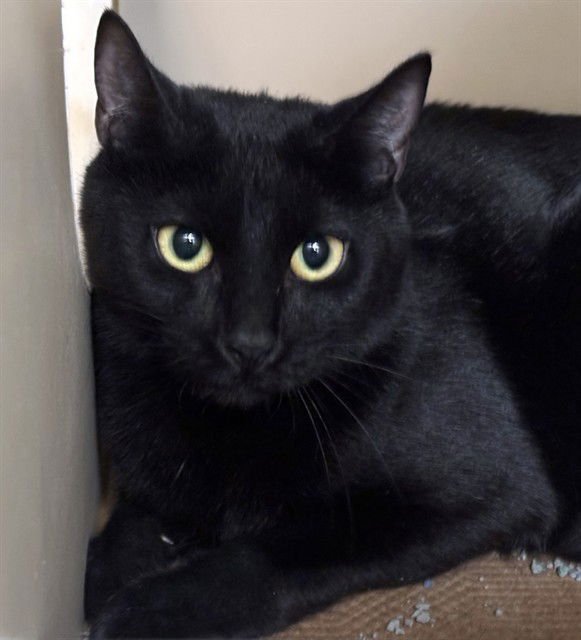 LAVENDER - Domestic Short Hair available for adoption