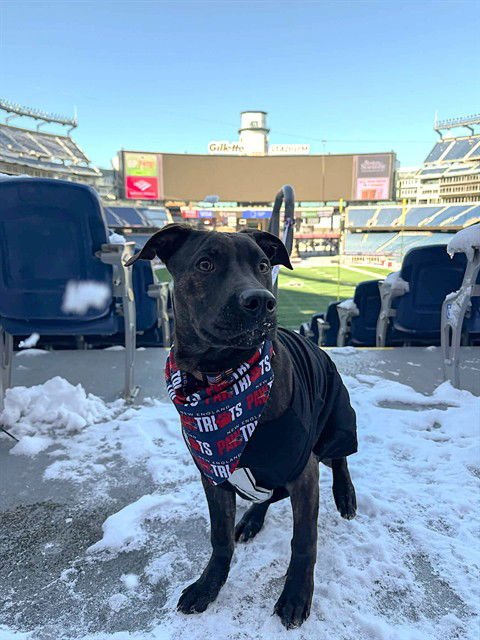 CLYDE MAYE - Pit Bull Terrier available for adoption