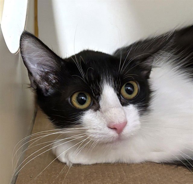 IVY - Domestic Long Hair available for adoption