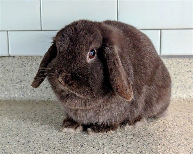 SOOKIE - Holland Lop available for adoption