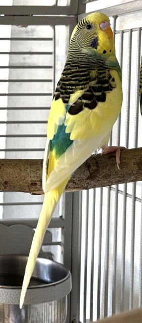 ELOISE - Parakeet - Other available for adoption