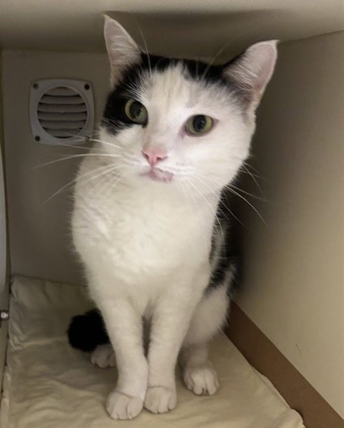 ROSEMARY - Domestic Short Hair available for adoption