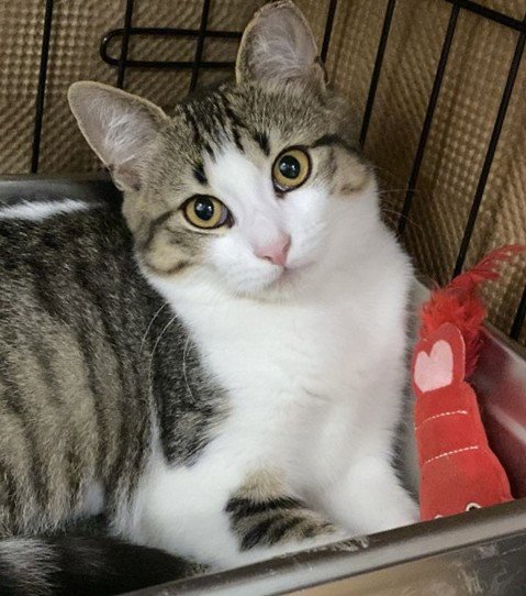 PUFFIN - Domestic Short Hair for adoption in Cambridge