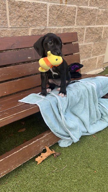 SHIRLEY TEMPLE - Treeing Walker Coonhound available for adoption