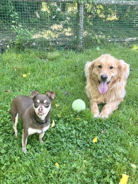 CARLY - Golden Retriever available for adoption