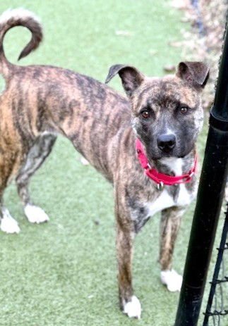 MAPLE - Pit Bull Terrier available for adoption