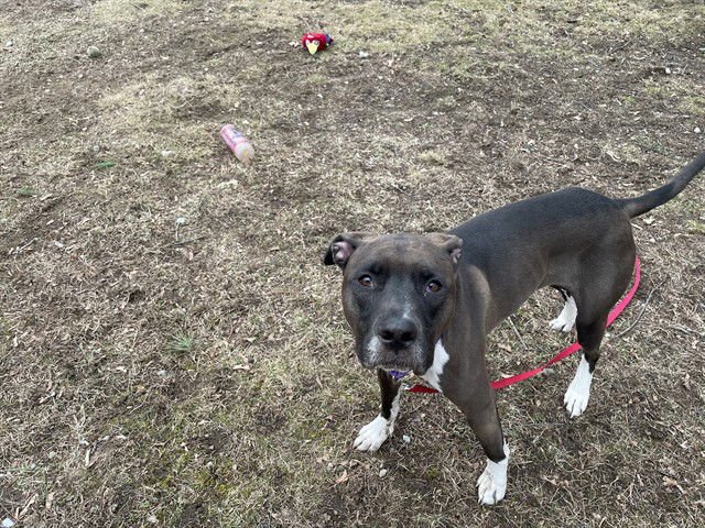 ZOE - Labrador Retriever available for adoption