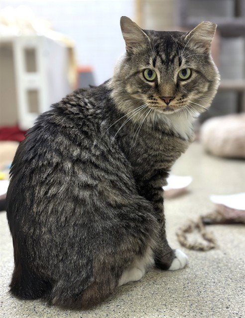 MUSHROOM - Domestic Long Hair available for adoption