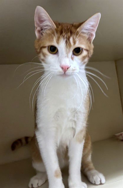 PYRO - Domestic Short Hair available for adoption