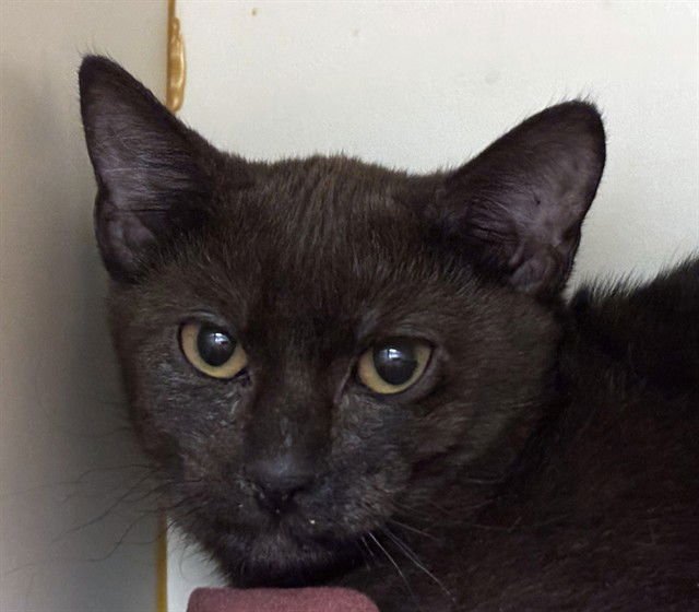 ALEX - Siamese available for adoption