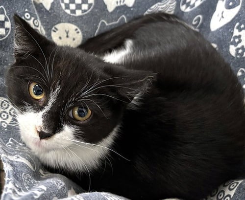 SWEET PEA - Domestic Short Hair available for adoption