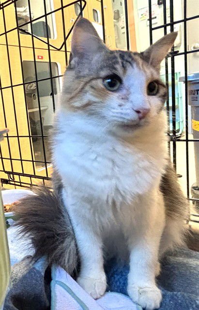 OAKLEY - Domestic Long Hair available for adoption