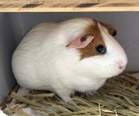 CLEO - Photo 1