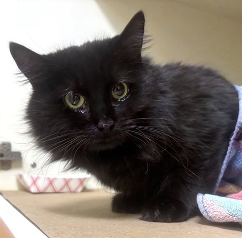 MRS B - Domestic Long Hair available for adoption