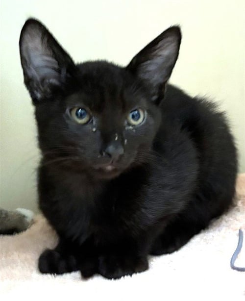 EAST SIDE - Domestic Short Hair available for adoption