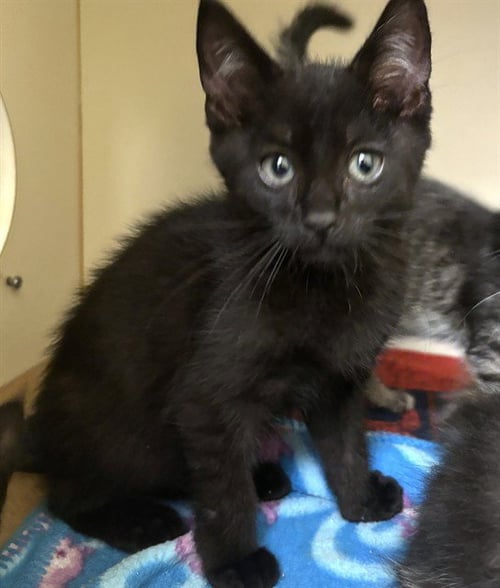 PEACH - Domestic Long Hair available for adoption