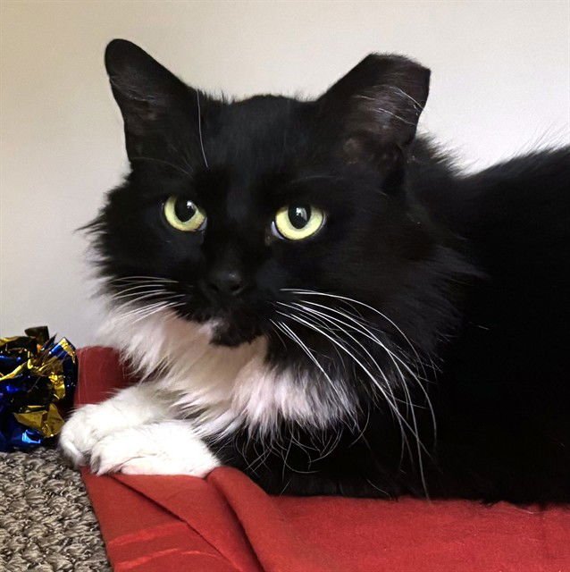 QUINN - Domestic Long Hair available for adoption