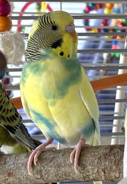 DAPHNE - Parakeet - Other available for adoption