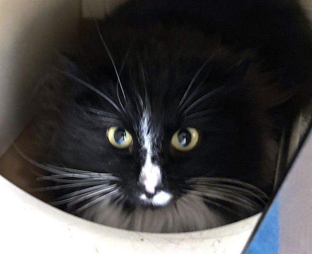 CORETTA - Domestic Long Hair available for adoption