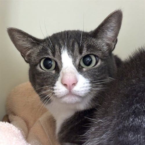IRINA - Domestic Short Hair available for adoption