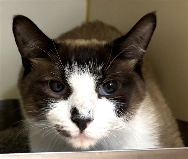 WILLOW - Snowshoe available for adoption