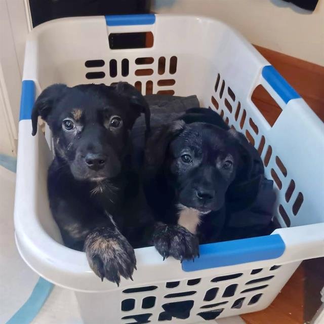 ALANIS MORISETTER - Treeing Walker Coonhound available for adoption