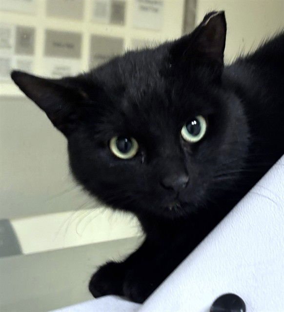 POLLY POCKET - Domestic Short Hair available for adoption