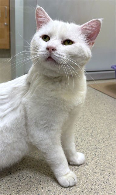 SPARTACUS - Domestic Short Hair available for adoption