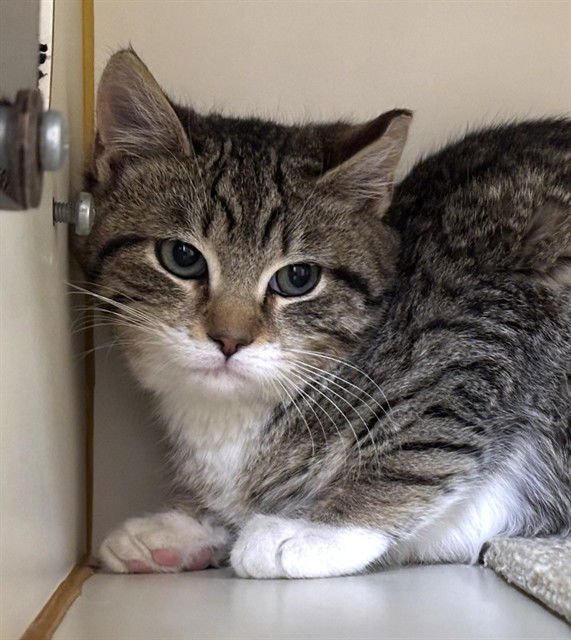 LAWYER - Domestic Short Hair available for adoption