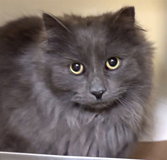 DRAKE MAYE - Domestic Long Hair available for adoption