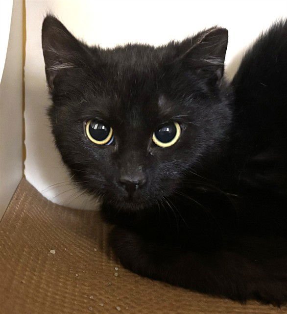 HAROLD - Domestic Short Hair available for adoption