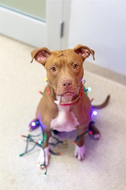 CLARICE GONZALEZ - Pit Bull Terrier available for adoption