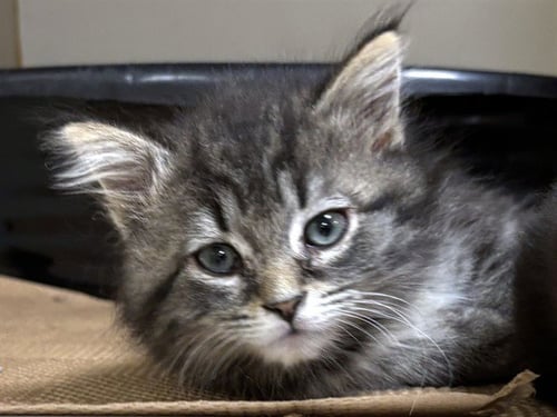 TAFFY - Domestic Short Hair available for adoption
