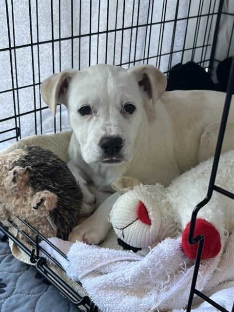 DESTIN - Labrador Retriever available for adoption