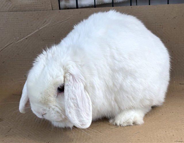 MOMO - Holland Lop available for adoption
