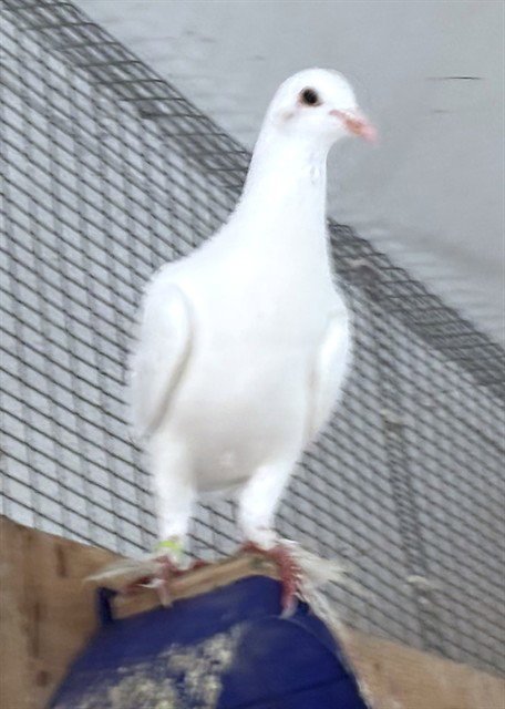 DAPHNE - Dove available for adoption