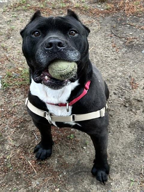 BUBBA - Cane Corso Mastiff available for adoption