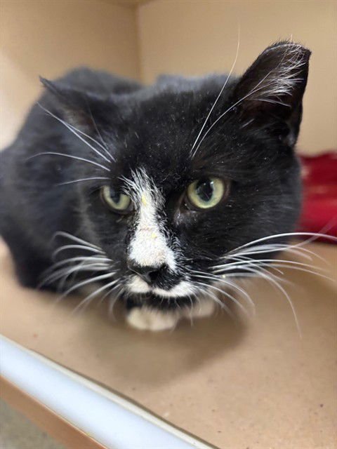 HALEY - Domestic Short Hair available for adoption