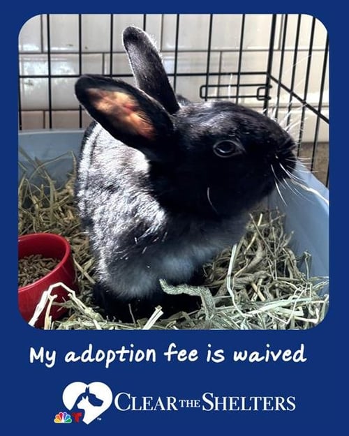CLOVER - Shorthaired Rabbit available for adoption