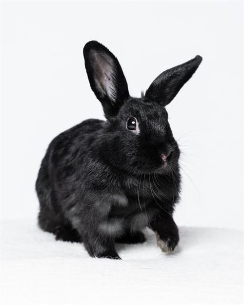CLOVER - Shorthaired Rabbit available for adoption