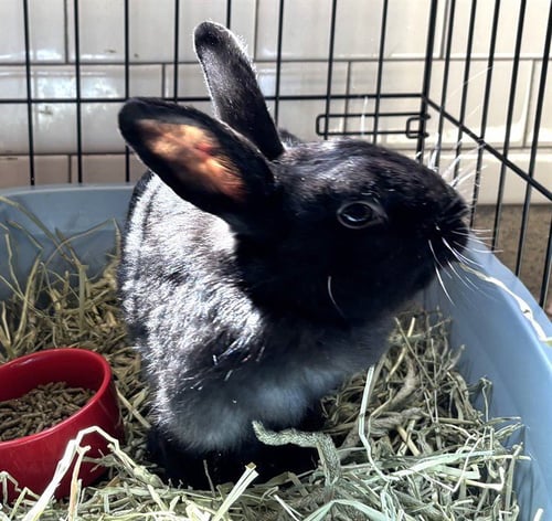 CLOVER - Shorthaired Rabbit available for adoption