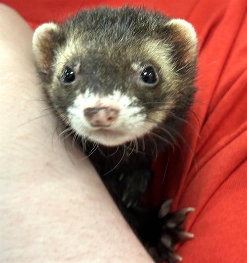 PANCAKE - Ferret available for adoption
