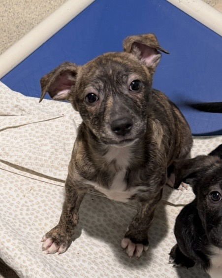 CHRISTINA WAGUILERA - Treeing Walker Coonhound available for adoption