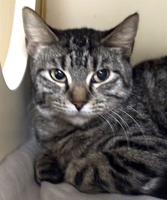 PENELOPE - Domestic Short Hair available for adoption