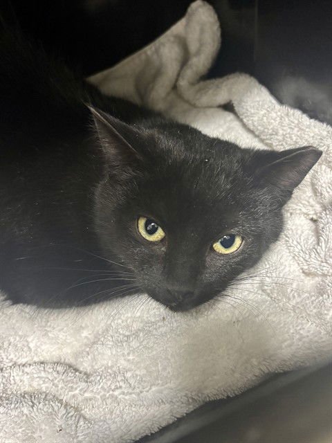 FIGARO - Domestic Short Hair available for adoption