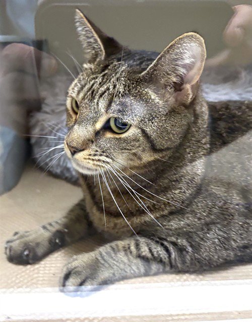 DANI - Domestic Short Hair available for adoption